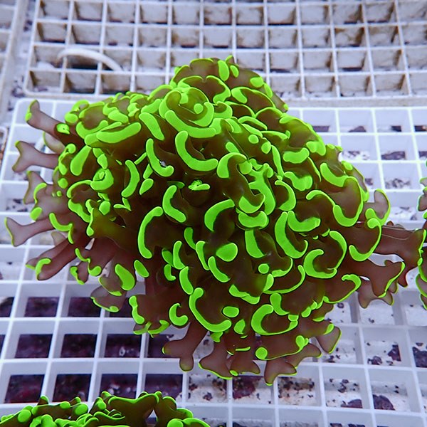 【サンゴ現物119】ナガレハナサンゴ!15時までのご注文で当日発送 【サンゴ】(t136