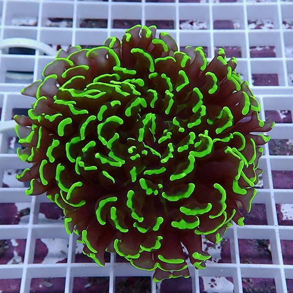 【サンゴ現物120】ナガレハナサンゴ!15時までのご注文で当日発送 【サンゴ】(t136