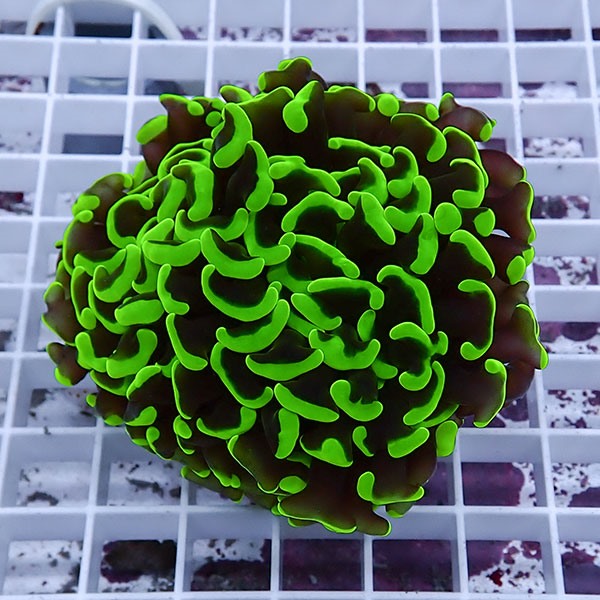 【サンゴ現物121】ナガレハナサンゴ!15時までのご注文で当日発送 【サンゴ】(t136