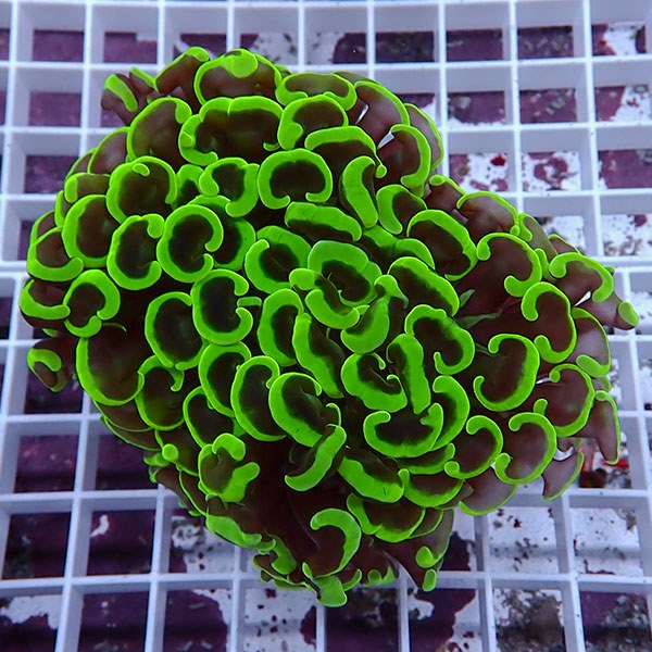 【サンゴ現物122】ナガレハナサンゴ!15時までのご注文で当日発送 【サンゴ】(t136