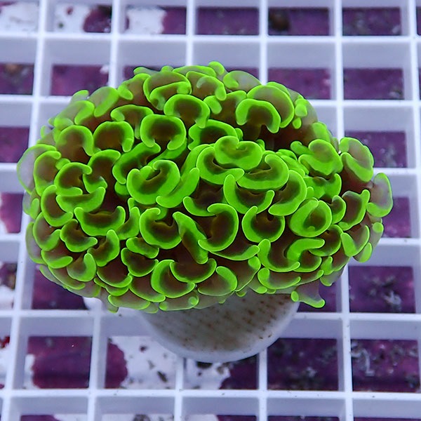 【サンゴ現物123】ナガレハナサンゴ!15時までのご注文で当日発送 【サンゴ】(t136