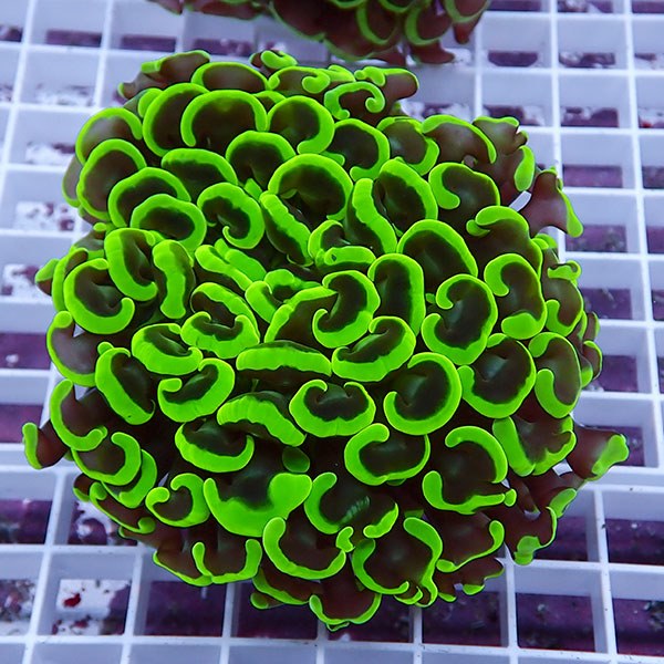 【サンゴ現物124】ナガレハナサンゴ!15時までのご注文で当日発送 【サンゴ】(t136