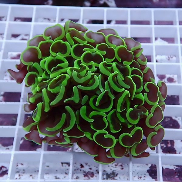 【サンゴ現物125】ナガレハナサンゴ!15時までのご注文で当日発送 【サンゴ】(t136