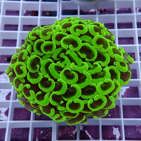 【サンゴ現物127】ナガレハナサンゴ!15時までのご注文で当日発送 【サンゴ】(t136