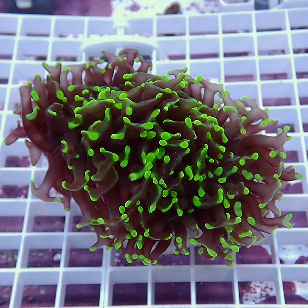 【サンゴ現物129】ナガレハナサンゴ!15時までのご注文で当日発送 【サンゴ】(t136