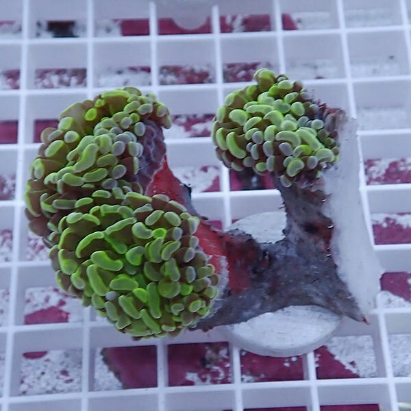 【サンゴ現物72】ナガレハナサンゴ!15時までのご注文で当日発送 【サンゴ】(t136