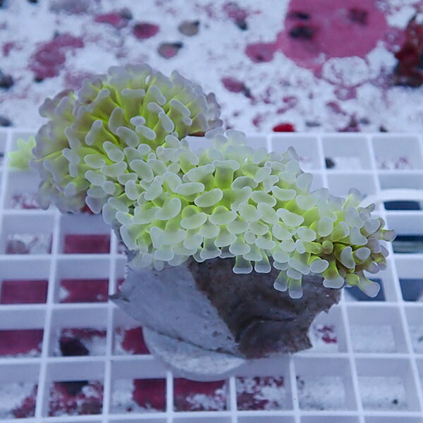 【サンゴ現物73】ナガレハナサンゴ!15時までのご注文で当日発送 【サンゴ】(t136