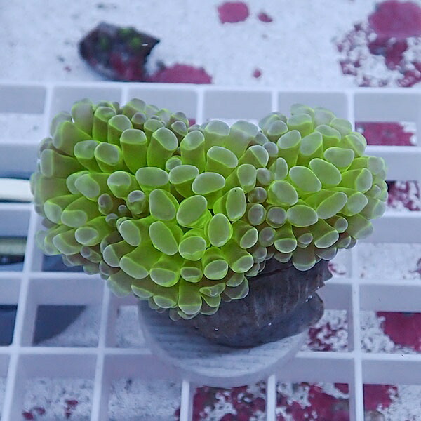 【サンゴ現物74】ナガレハナサンゴ!15時までのご注文で当日発送 【サンゴ】(t136