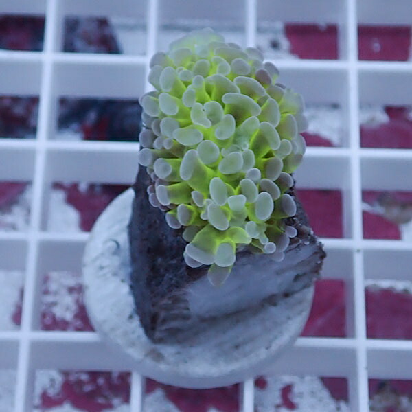 【サンゴ現物75】ナガレハナサンゴ!15時までのご注文で当日発送 【サンゴ】(t136