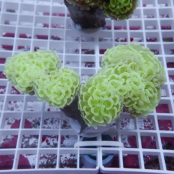 【サンゴ現物76】ナガレハナサンゴ!15時までのご注文で当日発送 【サンゴ】(t136