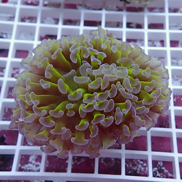 【サンゴ現物78】ナガレハナサンゴ!15時までのご注文で当日発送 【サンゴ】(t136