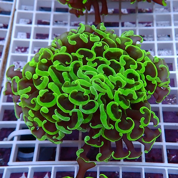 【サンゴ現物139】ナガレハナサンゴ!15時までのご注文で当日発送 【サンゴ】(t136