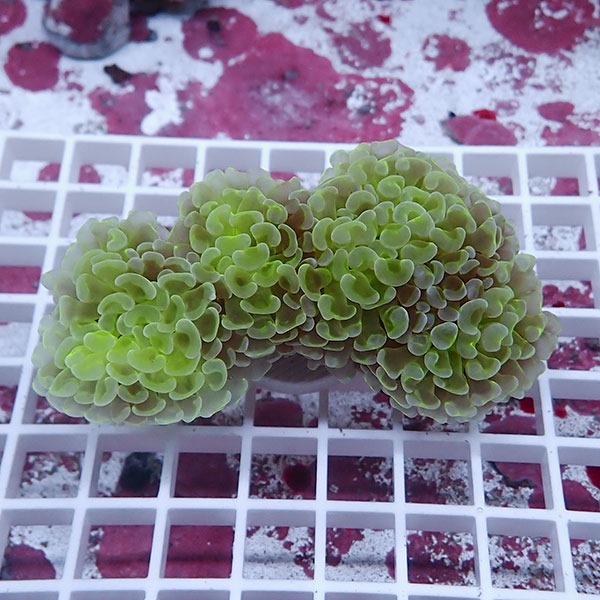 【サンゴ現物79】ナガレハナサンゴ!15時までのご注文で当日発送 【サンゴ】(t136