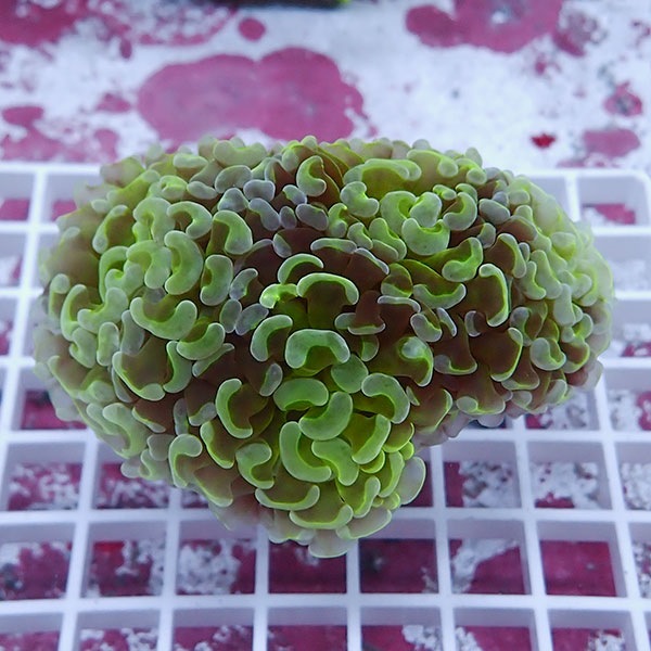 【サンゴ現物80】ナガレハナサンゴ!15時までのご注文で当日発送 【サンゴ】(t136