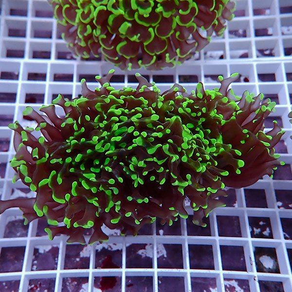 【サンゴ現物142】ナガレハナサンゴ!15時までのご注文で当日発送 【サンゴ】(t136