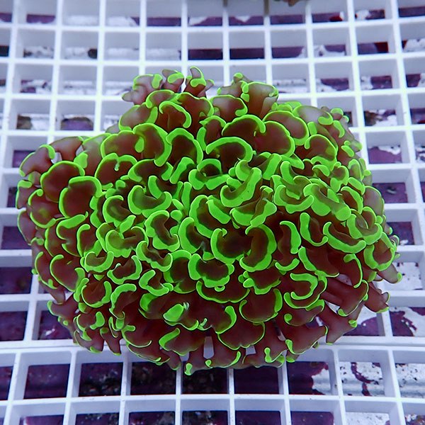 【サンゴ現物143】ナガレハナサンゴ!15時までのご注文で当日発送 【サンゴ】(t136