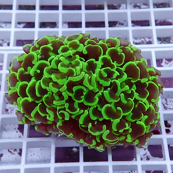 【サンゴ現物144】ナガレハナサンゴ!15時までのご注文で当日発送 【サンゴ】(t136