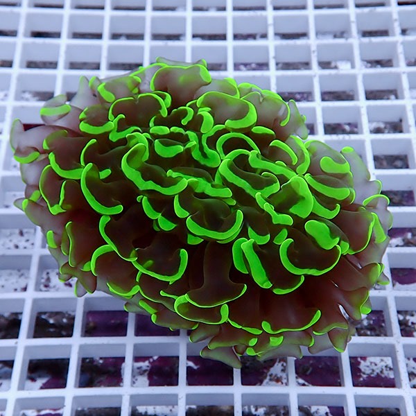 【サンゴ現物145】ナガレハナサンゴ!15時までのご注文で当日発送 【サンゴ】(t136