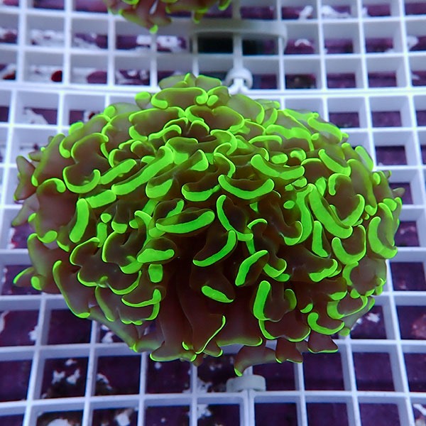 【サンゴ現物146】ナガレハナサンゴ!15時までのご注文で当日発送 【サンゴ】(t136