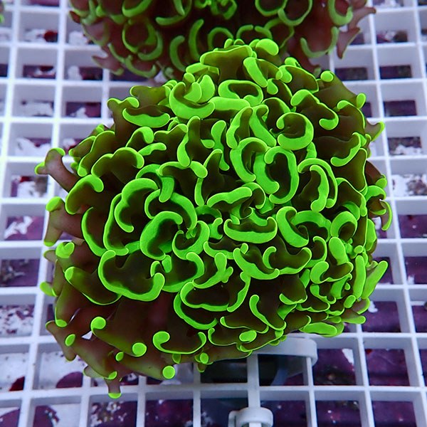 【サンゴ現物147】ナガレハナサンゴ!15時までのご注文で当日発送 【サンゴ】(t136