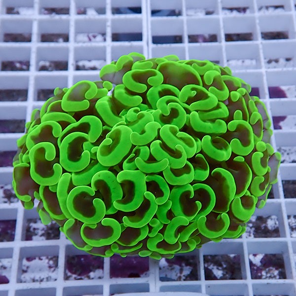 【サンゴ現物149】ナガレハナサンゴ!15時までのご注文で当日発送 【サンゴ】(t136