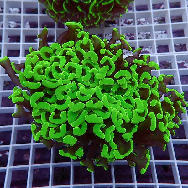 【サンゴ現物150】ナガレハナサンゴ!15時までのご注文で当日発送 【サンゴ】(t136