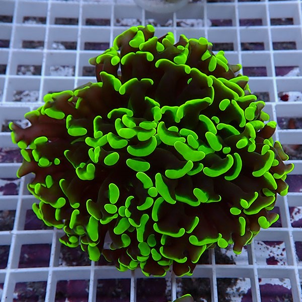 【サンゴ現物152】ナガレハナサンゴ!15時までのご注文で当日発送 【サンゴ】(t136