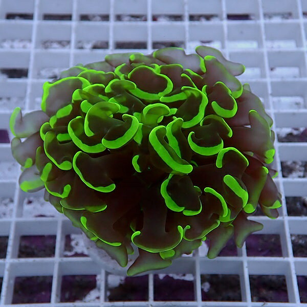 【サンゴ現物153】ナガレハナサンゴ!15時までのご注文で当日発送 【サンゴ】(t136