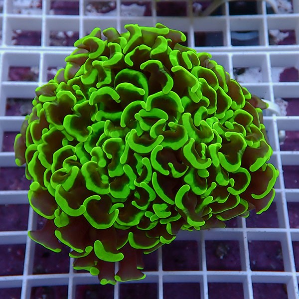 【サンゴ現物154】ナガレハナサンゴ!15時までのご注文で当日発送 【サンゴ】(t136