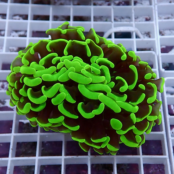 【サンゴ現物156】ナガレハナサンゴ!15時までのご注文で当日発送 【サンゴ】(t136