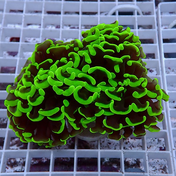 【サンゴ現物157】ナガレハナサンゴ!15時までのご注文で当日発送 【サンゴ】(t136