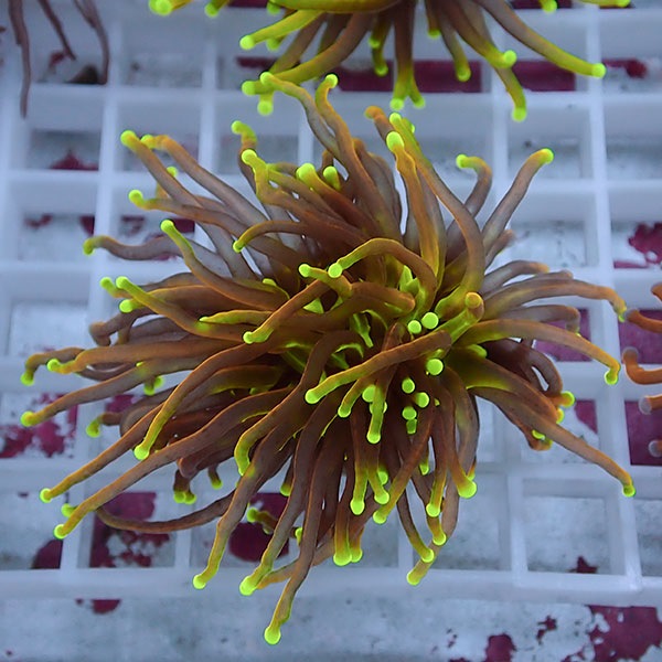 【サンゴ現物106】フラワーコーラルフラグ ゴールドトーチ !15時までのご注文で当日発送 【サンゴ】(t142