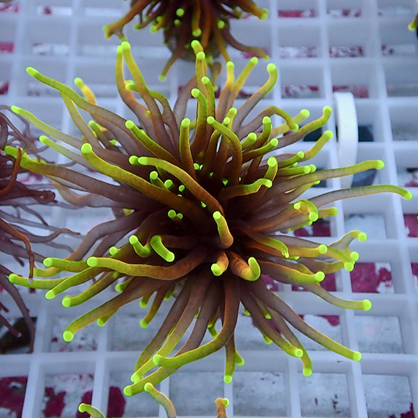 【サンゴ現物107】フラワーコーラルフラグ ゴールドトーチ !15時までのご注文で当日発送 【サンゴ】(t142