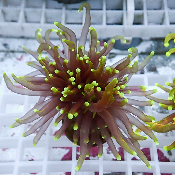 【サンゴ現物109】フラワーコーラルフラグ ゴールドトーチ !15時までのご注文で当日発送 【サンゴ】(t142