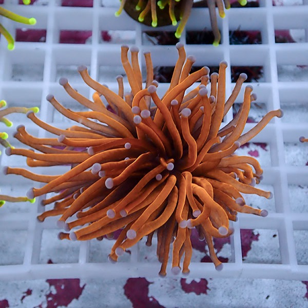 【サンゴ現物110】フラワーコーラルフラグ ゴールドトーチ !15時までのご注文で当日発送 【サンゴ】(t142