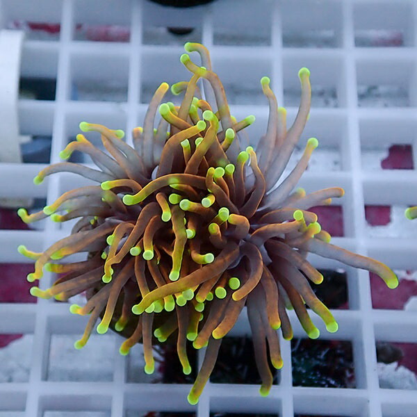【サンゴ現物111】フラワーコーラルフラグ ゴールドトーチ !15時までのご注文で当日発送 【サンゴ】(t142