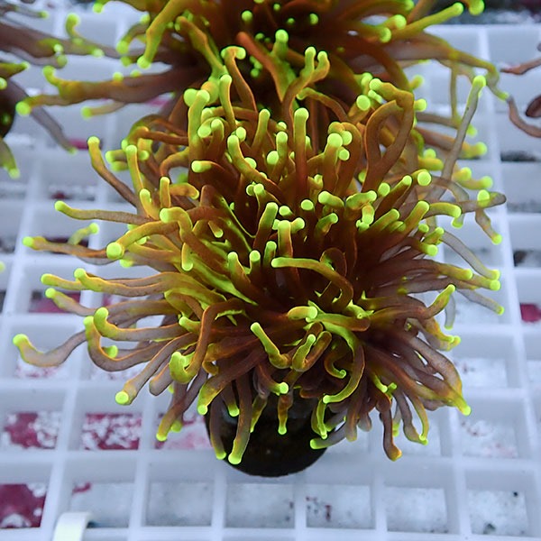 【サンゴ現物112】フラワーコーラルフラグ ゴールドトーチ !15時までのご注文で当日発送 【サンゴ】(t142