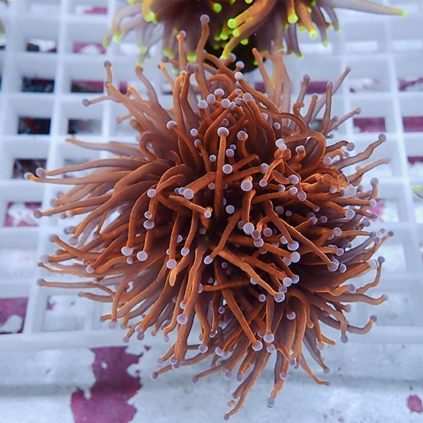 【サンゴ現物114】フラワーコーラルフラグ ゴールドトーチ !15時までのご注文で当日発送 【サンゴ】(t142