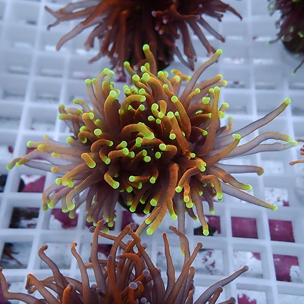 【サンゴ現物115】フラワーコーラルフラグ ゴールドトーチ !15時までのご注文で当日発送 【サンゴ】(t142