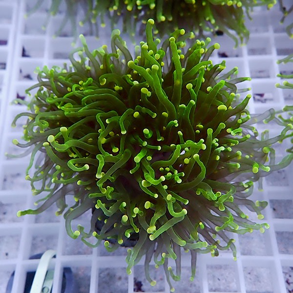 【サンゴ現物100】フラワーコーラル big イエローチップ  !15時までのご注文で当日発送 【サンゴ】(t142