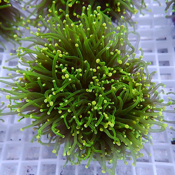 【サンゴ現物102】フラワーコーラル big イエローチップ !15時までのご注文で当日発送 【サンゴ】(t142