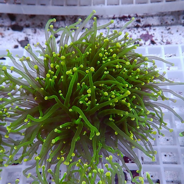 【サンゴ現物103】フラワーコーラル big イエローチップ !15時までのご注文で当日発送 【サンゴ】(t142