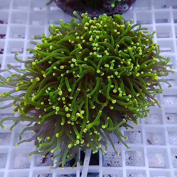 【サンゴ現物104】フラワーコーラル big イエローチップ !15時までのご注文で当日発送 【サンゴ】(t142