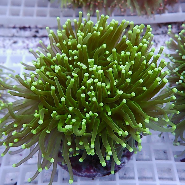 【サンゴ現物105】フラワーコーラル big !15時までのご注文で当日発送 【サンゴ】(t142