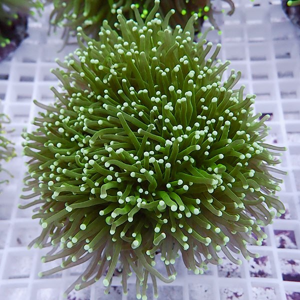 【サンゴ現物106】フラワーコーラル big !15時までのご注文で当日発送 【サンゴ】(t142