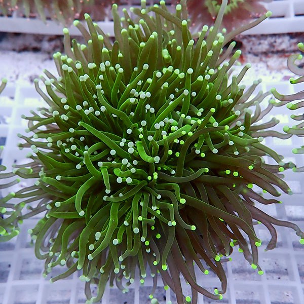 【サンゴ現物107】フラワーコーラル big !15時までのご注文で当日発送 【サンゴ】(t142