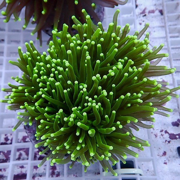 【サンゴ現物108】フラワーコーラル big !15時までのご注文で当日発送 【サンゴ】(t142