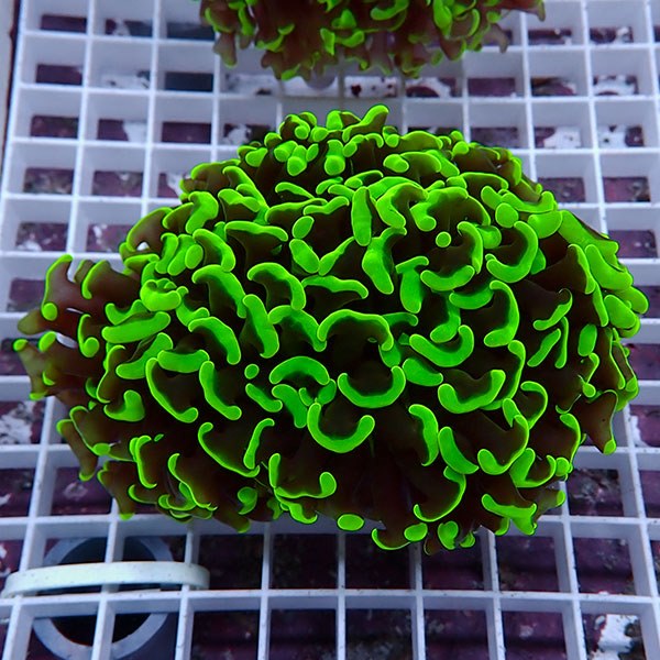 【サンゴ現物159】ナガレハナサンゴ!15時までのご注文で当日発送 【サンゴ】(t136