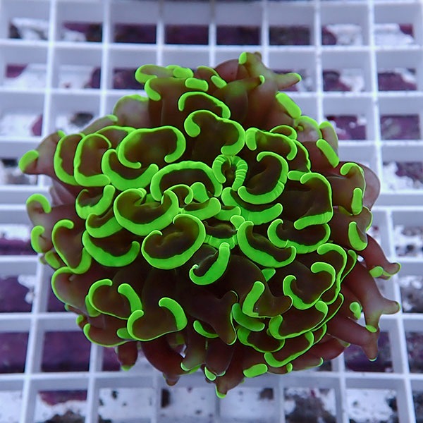 【サンゴ現物162】ナガレハナサンゴ!15時までのご注文で当日発送 【サンゴ】(t136