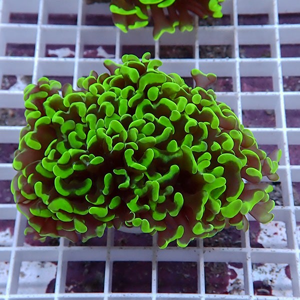 【サンゴ現物163】ナガレハナサンゴ!15時までのご注文で当日発送 【サンゴ】(t136